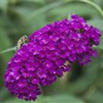 Buddleja davidii
