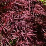 Acer palmatum 'Red Dragon'