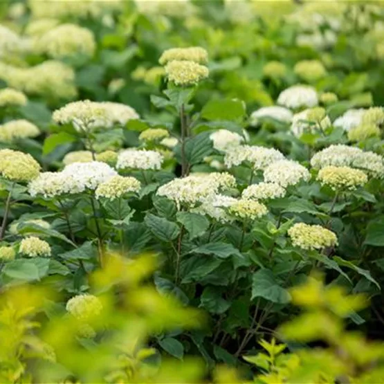 FlowerWow_Blüten.jpg